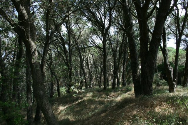 pineta sulla collina del telegrafo